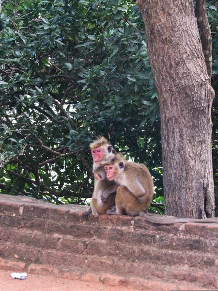Małpy Przy Wejściu Twierdzy Sigiriya Lion Sigiriya Sri Lanka — Zdjęcie stockowe