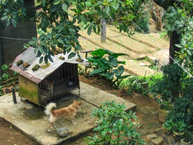 Sri Lanka 'nın dağlarının ortasındaki küçük bir köyde köpek ve yeşil doğa.