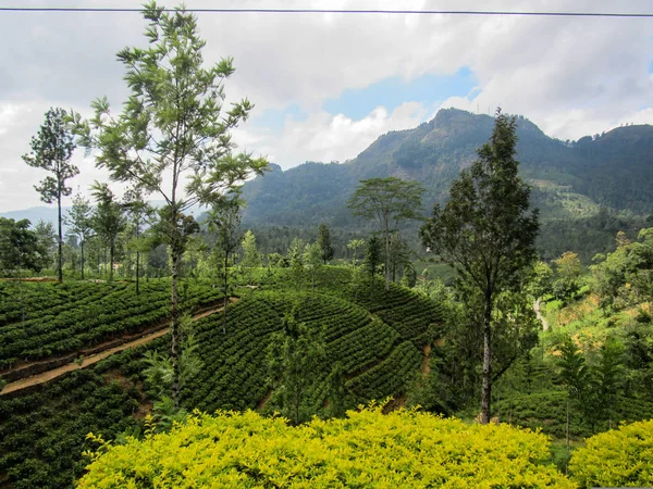 Плантации Зеленого Чая Сельский Пейзаж Центральной Части Шри Ланки — стоковое фото
