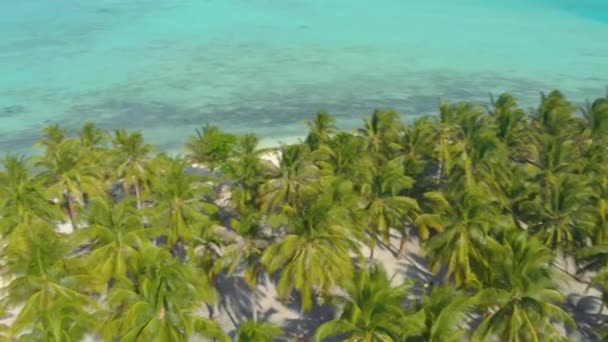 Aerial View Palm Trees Line White Sand Coast Endless Turquoise — Stock Video