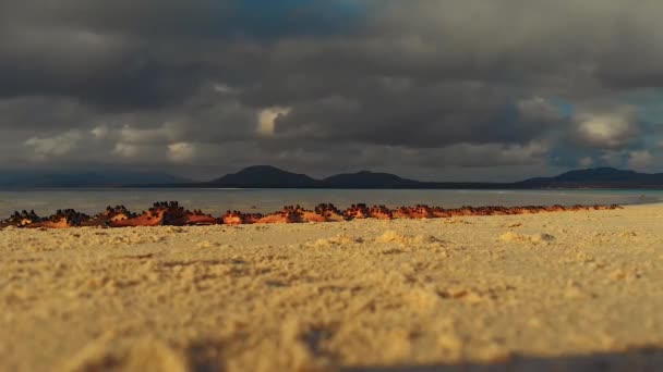 Starfishes Alinham Barra Areia Ilha Candaraman Pôr Sol Fundo Nuvens — Vídeo de Stock