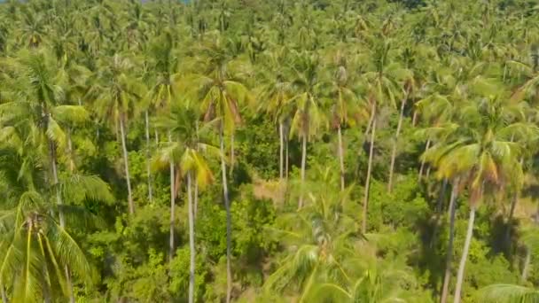 Palm Tree Paradise White Sandy Beach Turquoise Water Coral Reefs — ストック動画