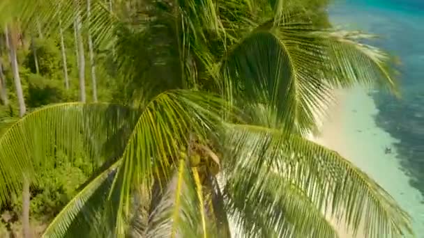 Palm Tree Paradis Med Vit Sandstrand Turkost Vatten Och Korallrev — Stockvideo