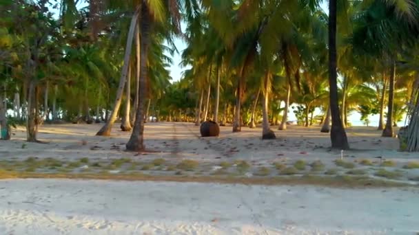 Palm Tree Paradis Med Vit Sandstrand Turkost Vatten Och Korallrev — Stockvideo