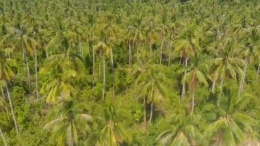 Balabac, Palawan, Filipinler 'deki Patonggong adasının kıyısında kumlu, turkuaz suyu ve mercan resifleri olan palmiye ağacı cenneti.