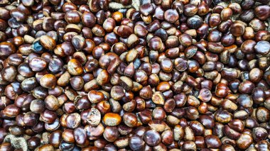 Noel ve sonbahar sezonu için çuval peçetede taze olgun chesnuts