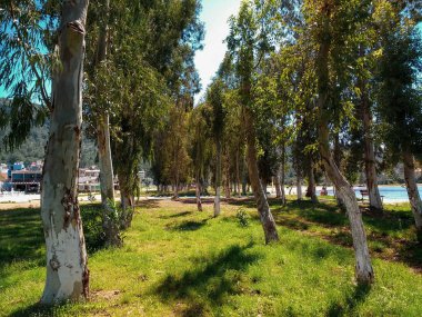 Sonbaharda çok renkli ağaçlar ve yapraklar. Yapraklara yansıyan sonbahar mevsimi rengi.