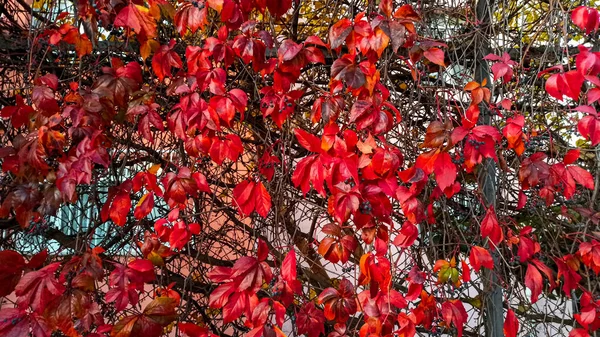 Árvores Multicoloridas Folhas Outono Outono Temporada Cor Refletindo Sobre Folhas — Fotografia de Stock