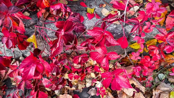 Árvores Multicoloridas Folhas Outono Outono Temporada Cor Refletindo Sobre Folhas — Fotografia de Stock