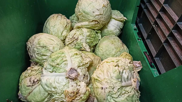 Big Organic Fresh Cabbages Green Basket Vegetable Store Istanbul Turkey — Stock Photo, Image