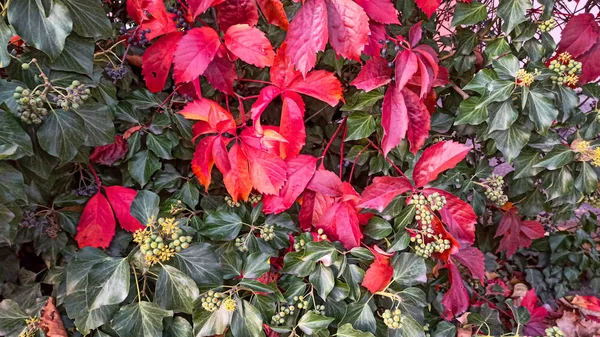 Árvores Multicoloridas Folhas Outono Outono Temporada Cor Refletindo Sobre Folhas — Fotografia de Stock