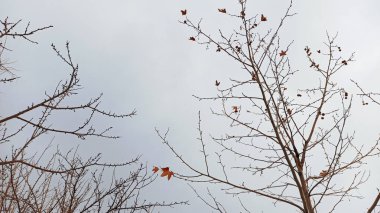Türkiye 'nin Kapadokya kentinde karlı kış arkaplanı olan ağacın kurumuş yaprakları ve dalları