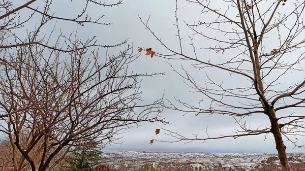 Folhas Secas Ramos Árvore Com Fundo Inverno Nevado Capadócia Turquia — Fotografia de Stock