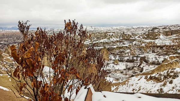 Gedroogde Bladeren Takken Van Boom Met Besneeuwde Winterachtergrond Cappadocië Turkije — Stockfoto