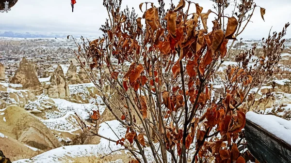 Dried Leaves Branches Tree Snowy Winter Background Cappadocia Turkey — 스톡 사진