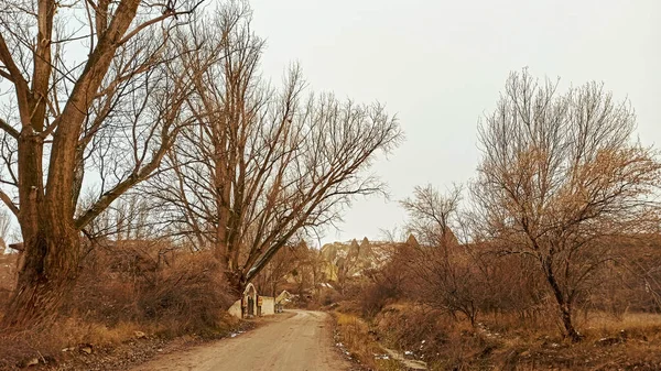 Сушеные Листья Ветви Дерева Снежном Зимнем Фоне Каппадокии Турция — стоковое фото