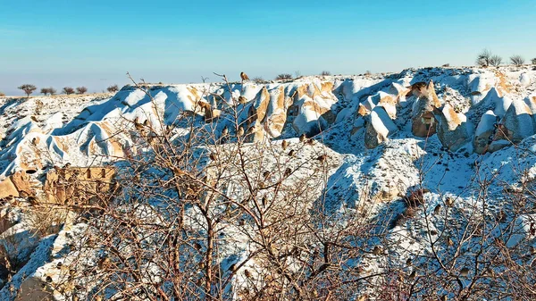 Gołębie Latają Dolinie Gołębi Kapadocji Ptaki Latające Razem Śnieżnym Krajobrazem — Zdjęcie stockowe
