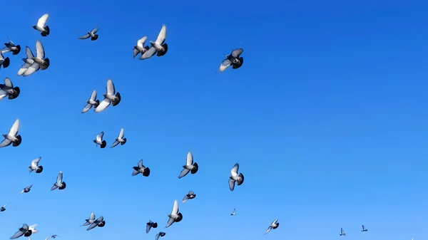 Holubi Létají Pigeon Valley Cappadocii Ptáci Létající Společně Zasněženou Sopečnou — Stock fotografie