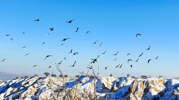 Голуби Летают Долине Голубей Каппадокии Птицы Летающие Вместе Снежным Вулканическим — стоковое фото