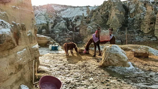 Horse and little pony with volcanic stone landscape in Goreme national park in Cappadocia, Turkey