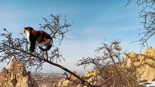 Huiskat Zit Aan Boom Brunch Goreme Nationaal Park Cappadocië Turkije — Stockfoto