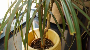 Evde yeşil yapraklı sarı saksı çiçeği