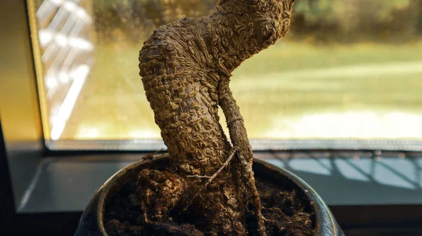 乾燥した盆栽と青い鍋の根 — ストック写真
