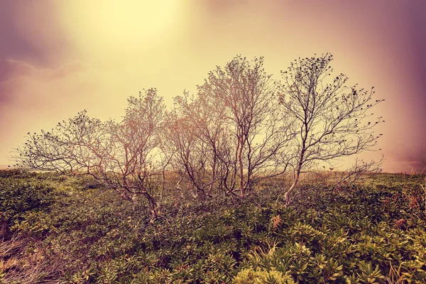 산에서 외로운 나무. — 스톡 사진