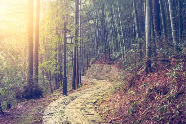 Manhã nebulosa na floresta de bambu no parque nacional de Huangshan . — Fotografia de Stock