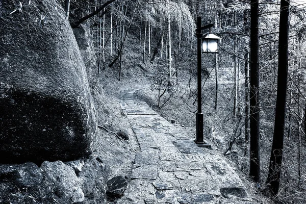 Foggy matin dans la forêt dans le parc national de Huangshan . — Photo