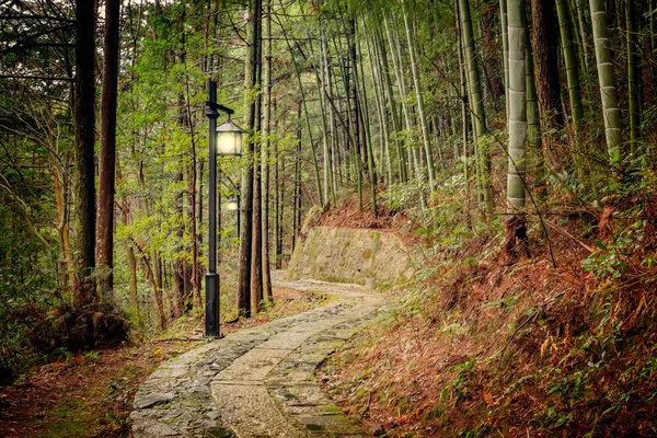 Manhã na floresta no parque nacional de Huangshan . — Fotografia de Stock