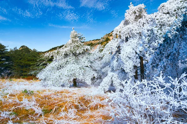 Zima Krajobraz parku narodowego w Huangshan. — Zdjęcie stockowe