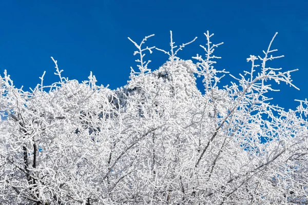 Winter crowns of the trees.