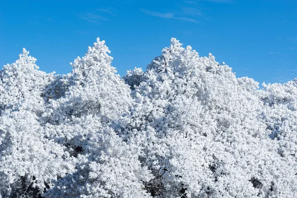 Coronas de invierno de los árboles . — Foto de Stock