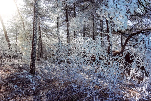 Winterlandschaft im Huangshan Nationalpark. — Stockfoto