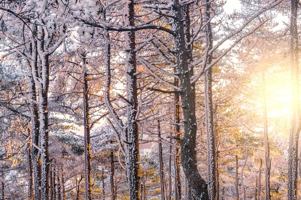 Winter-Sonnenaufgangslandschaft im Huangshan Nationalpark. — Stockfoto