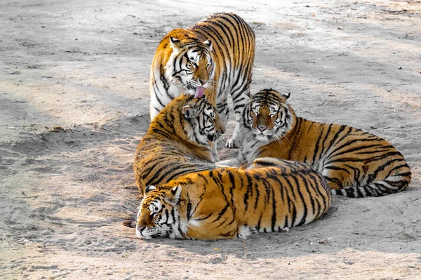 Tiger on the road. — Stock Photo, Image