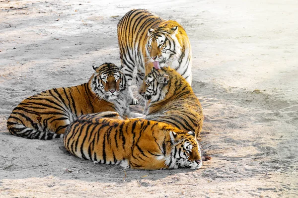 Tigres na estrada . — Fotografia de Stock