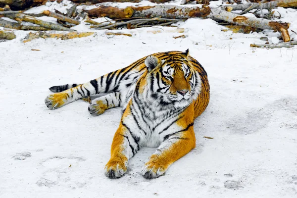 Tigre na estrada . — Fotografia de Stock