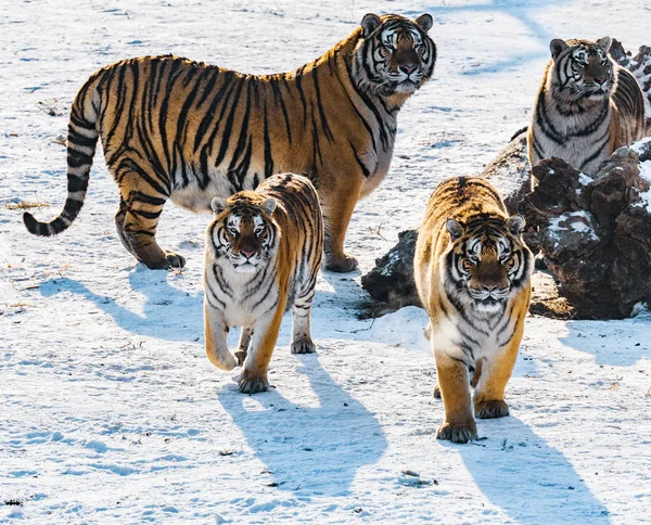Tigers par la route . — Photo