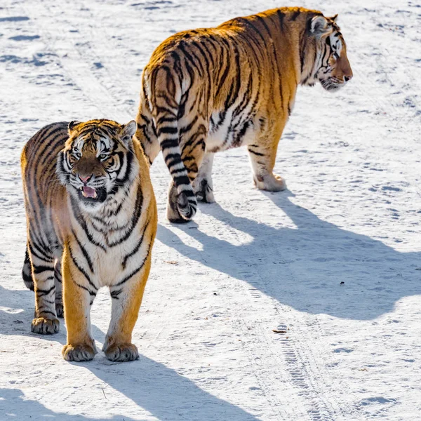 Dois tigres na estrada . — Fotografia de Stock