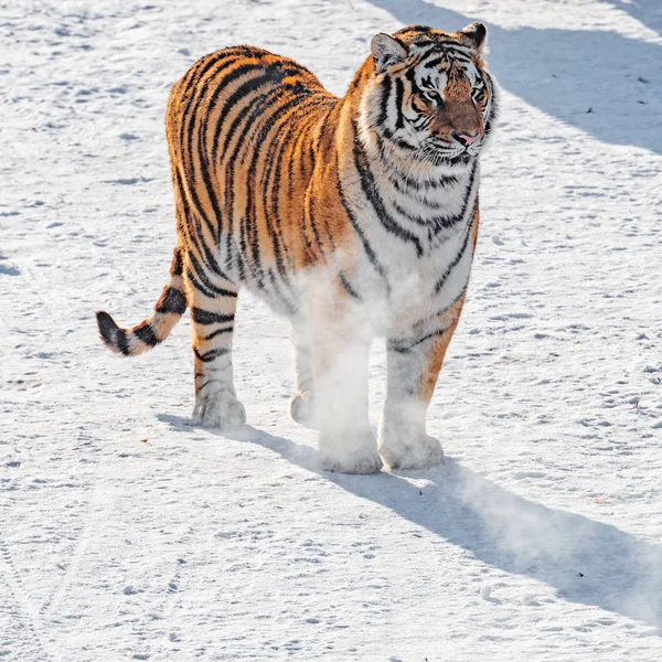 Tigre na estrada . — Fotografia de Stock