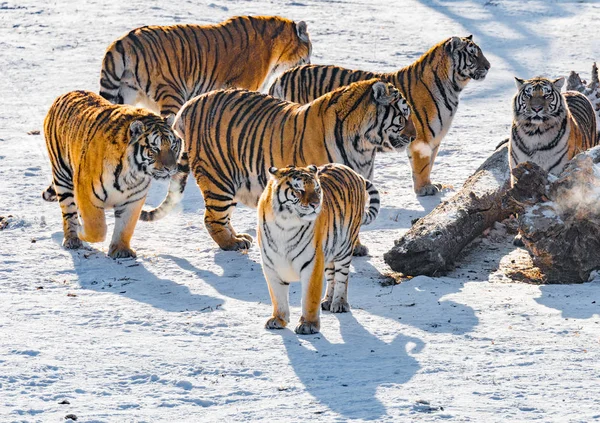 Tigres na estrada . — Fotografia de Stock