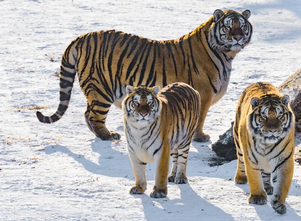 Tigres na estrada . — Fotografia de Stock