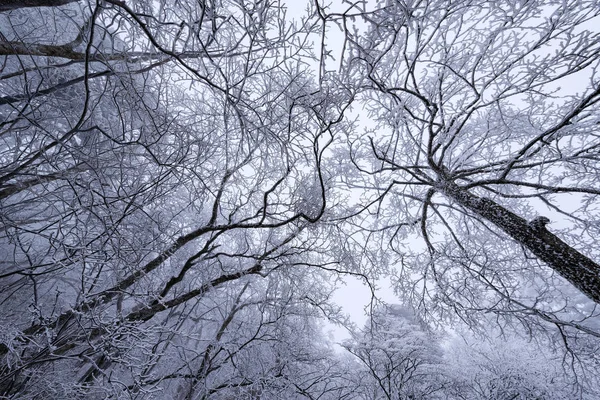 Замороженные ветви деревьев . — стоковое фото