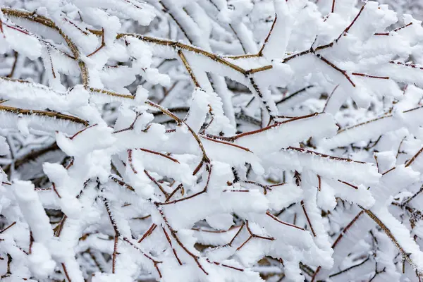 Tannenzweig unter dem Schnee. — Stockfoto