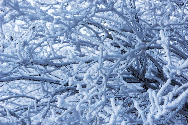 Ramas de árboles bajo la nieve . — Foto de Stock