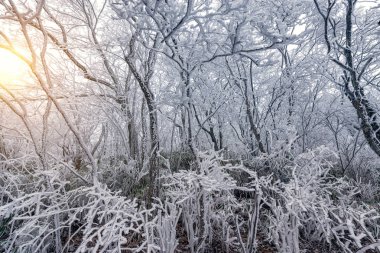 Donmuş orman Huangshan Milli Parkı'nda.