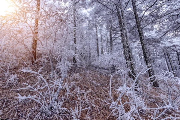 Gefrorener Wald im Huangshan-Nationalpark. — Stockfoto