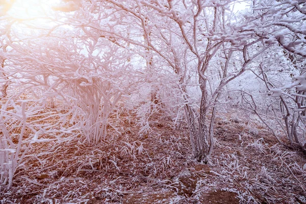 Floresta congelada no parque nacional de Huangshan . — Fotografia de Stock